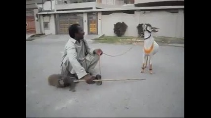 Дресирана коза прави трикове