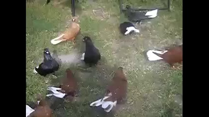 Македонски Донеци