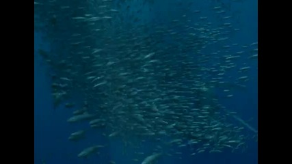 Sea Monsters 