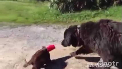 Куче Помага На Коте В Беда