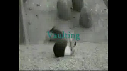 Mn Qk Freerun And Parkour Na David Belle