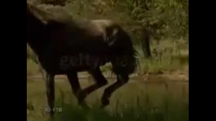 the horse whisperer