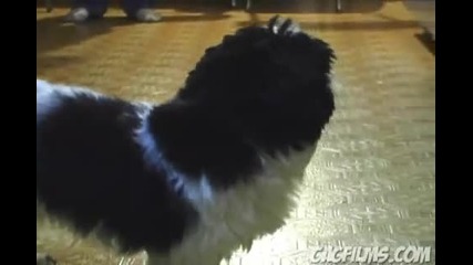 Demon Dog