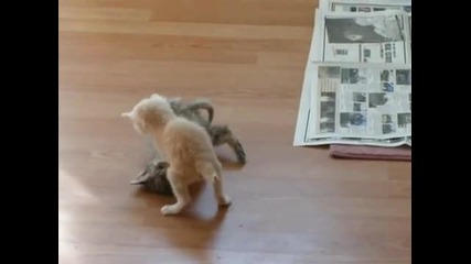 Сладки котета