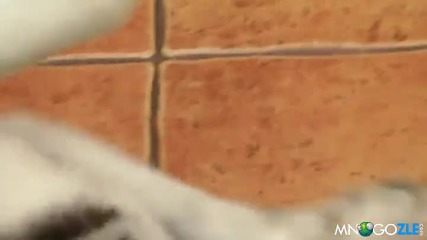 Хъски толкова много иска да си играе с коте