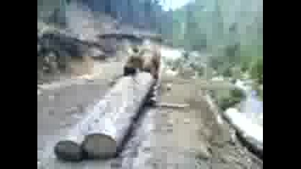 diko 