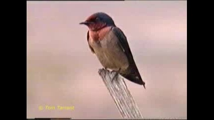 Тихоокеанска Лястовица (pacific Swallow)