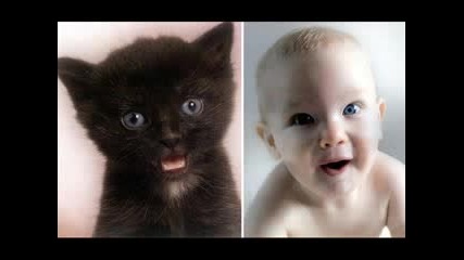 Прилики Между Бебета И Котки