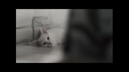 Котки си избират мебели - реклама 