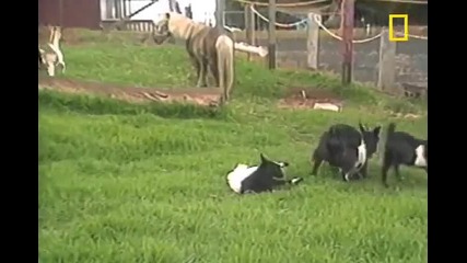 Козелът припадна / Смях