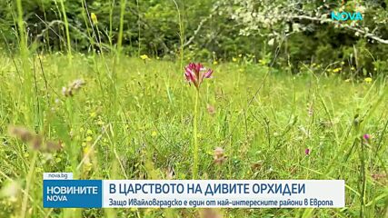 В царството на дивите орхидеи