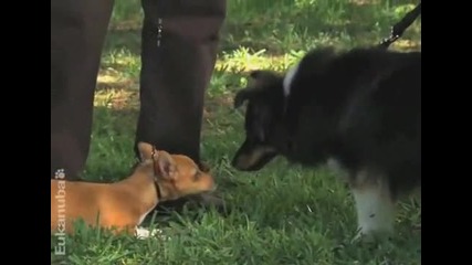 Puppy Training Video 08 - Socializing 