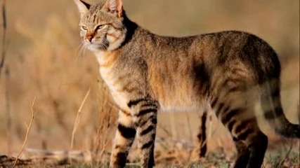 Прекрасната порода котки - Abyssinian