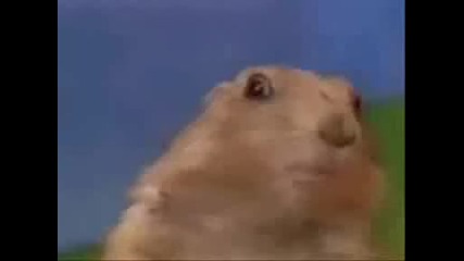Dramatic Chipmunk