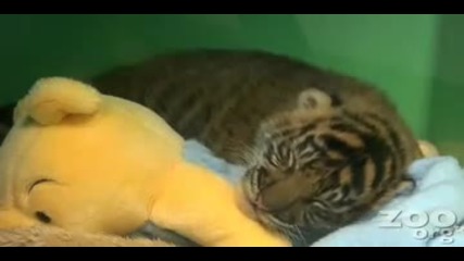 Сладко Бебе Тигър 