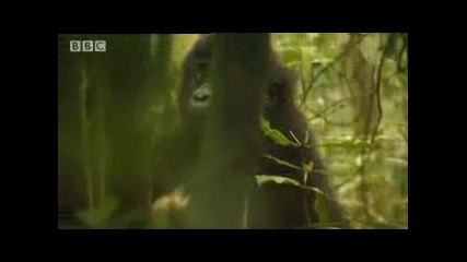 Silverback Mountain Gorilla poaching stories - Apes in Danger - Bbc wildlife 