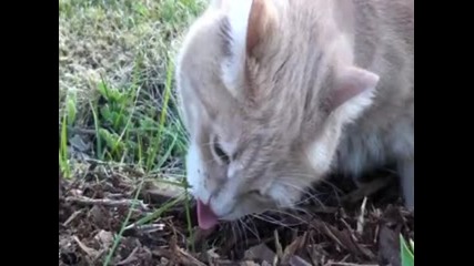 Котка и Цветя