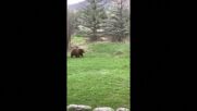 Любопитен мечок отвори входна врата на къща, изплаши собственика
