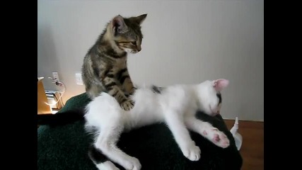Коте прави масаж