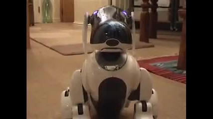 Айбо си играе с котка.