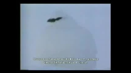 Прекрасните Създания 1 