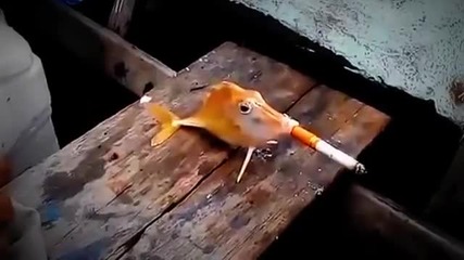 Жестоки рибари накараха риба да пуши цигара :(
