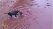 Куче спасява дете