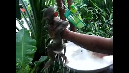 Ето как да си измиете маймунката! 