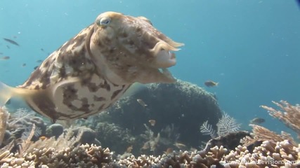 Bali Diving
