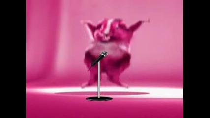 Hamster