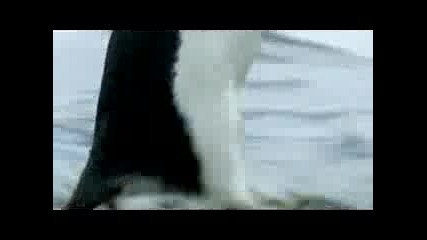 Невероятно! Летящи пингвини 