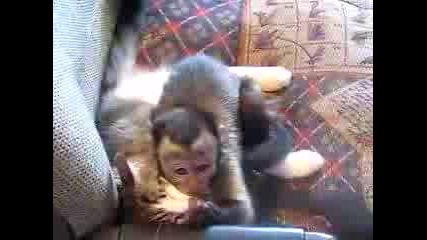 Маймуна изнасилва котка 