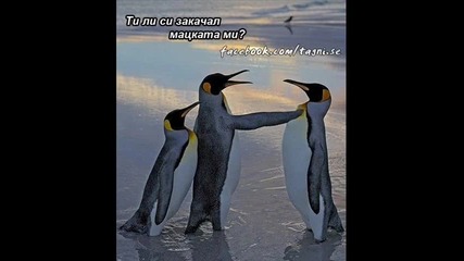 Най-смешните снимки от нета