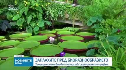Изкуственият интелект влиза в битката за спасяването на изчезващите растителни видове