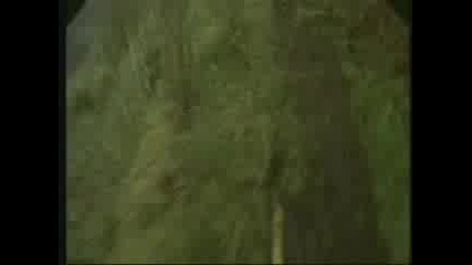 Nai - Ludiq Baikar - Bobby Root