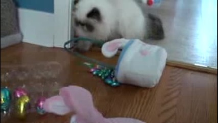 Забавно пухкаво коте си играе