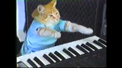 Коте свири на пиано- смешно