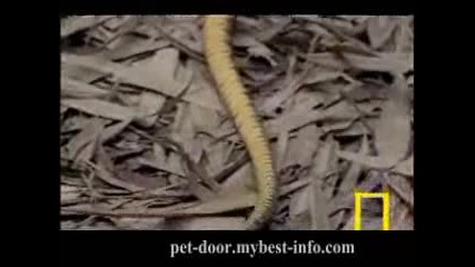 King Cobra Vs. Rat Snake