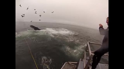 Китове за малко щяха да ядат водолаз!