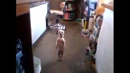 Куче танцува салса !