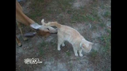 Приятелство между сърна и котка