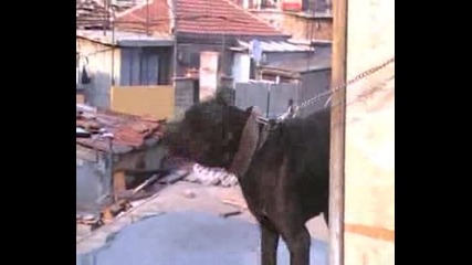 pitbul big