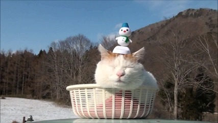 Мммм.. Смешна котка ;дд