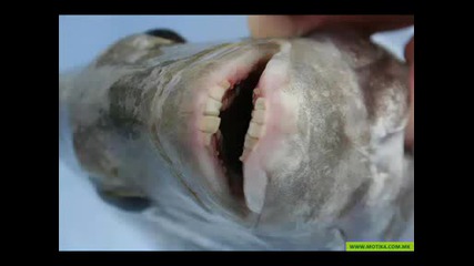 Намериха Риба със човешки зъби