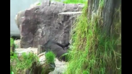 Baby Gorilla Hasani - San Francisco Zoo 