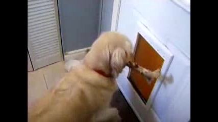Куче захапало пръчка не може да излезе от вратата 