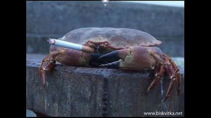 Смешни снимки и картинки от нета ! ; )