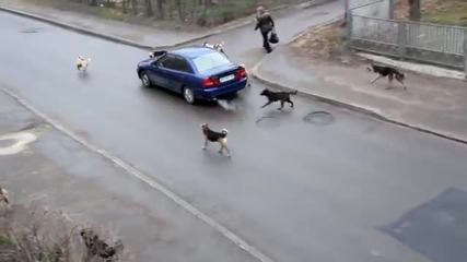Глутница кучета атакуват кола