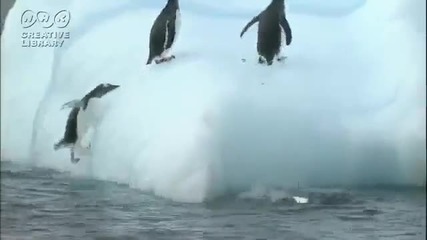 Глупави пингвинчета