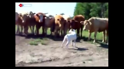 Крави за първи път виждат куче . (смях)